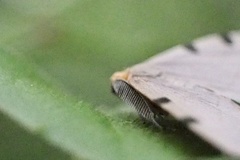 Achrosis paupera