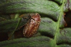 Adoretus tenuimaculatus