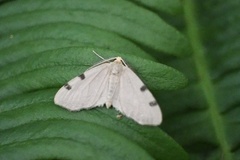 Achrosis paupera