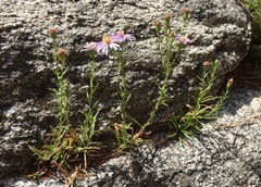 Erigeron algidus
