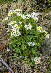Draba borealis