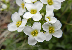 Draba borealis