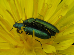 Psilothrix viridicoerulea