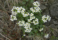 Draba borealis