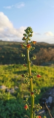 Scrophularia rubricaulis