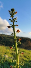 Scrophularia rubricaulis