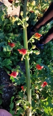 Scrophularia rubricaulis
