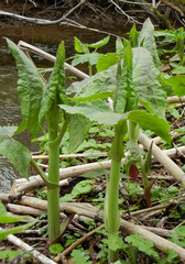 Hasteola robusta