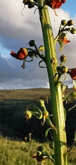 Scrophularia rubricaulis