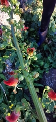 Scrophularia rubricaulis