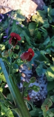 Scrophularia rubricaulis