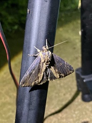 Ercheia umbrosa