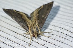 Ercheia umbrosa