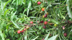 Pouteria gardneriana