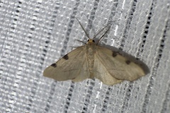 Achrosis paupera