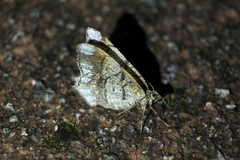 Chiasmia defixaria
