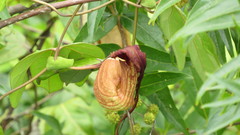 Aristolochia trilobata