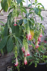 Fuchsia boliviana luxurians