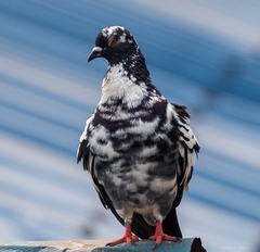 Columba livia domestica