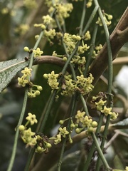 Orthosia
