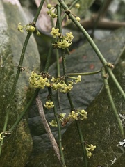 Orthosia