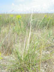 Stipa borysthenica