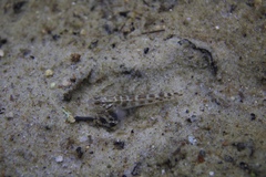 Microgobius gulosus