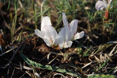 Astragalus palibinii
