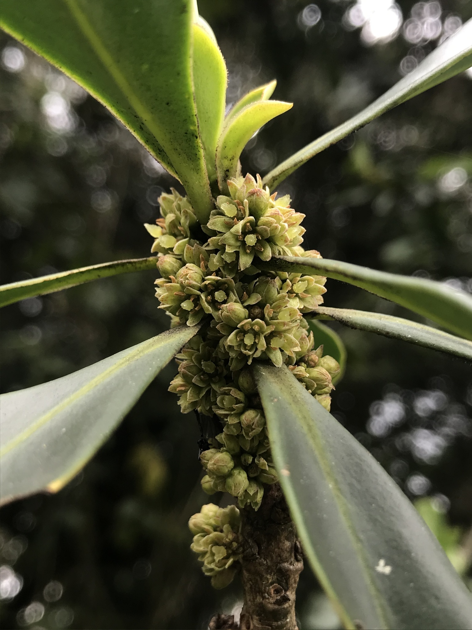 Myrsine guianensis