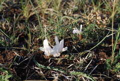 Astragalus palibinii