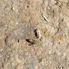 Arcitalitrus sylvaticus