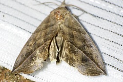 Calyptra gruesa