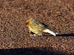 Serinus canaria domesticus