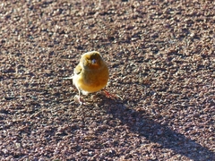 Serinus canaria domesticus