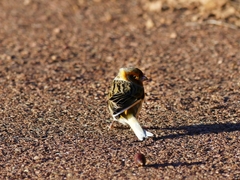 Serinus canaria domesticus
