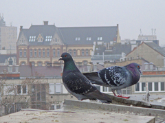 Columba livia domestica