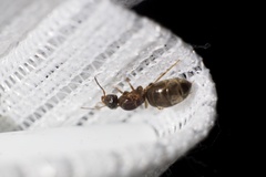 Lasius japonicus