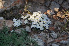 Androsace dasyphylla