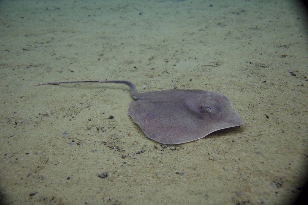 Atlantic Stingray (Hypanus sabinus) — Dasyatidae