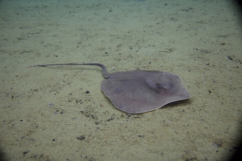 Atlantic Stingray (Hypanus sabinus) — Dasyatidae