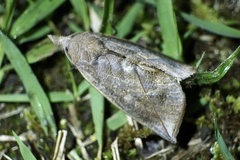 Calyptra gruesa