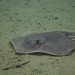 Atlantic Stingray - Photo (c) dylancreatures, some rights reserved (CC BY-NC)