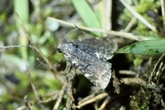 Diomea cremata