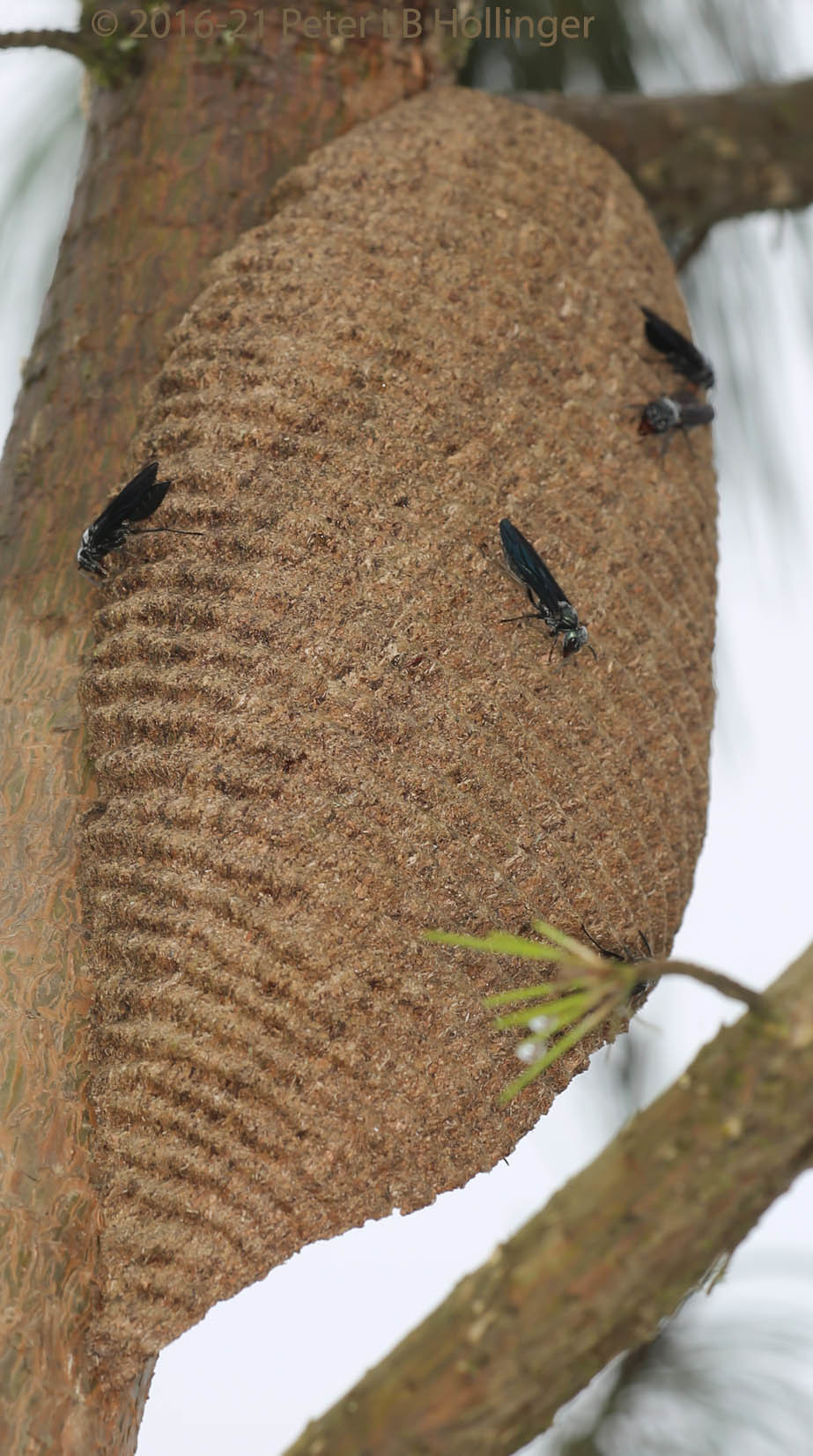 Synoeca septentrionalis image