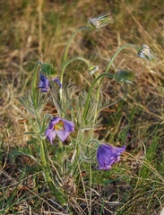 Pulsatilla tenuiloba