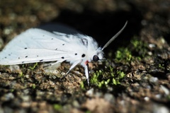Spilosoma punctaria