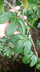 Aristolochia trilobata