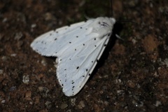 Spilosoma punctaria