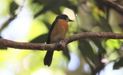 Cyornis rufigastra