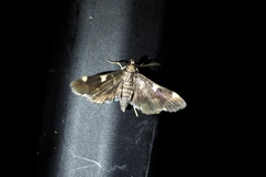 Piletocera aegimiusalis